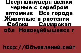 Цвергшнауцера щенки черные с серебром питомник - Все города Животные и растения » Собаки   . Самарская обл.,Новокуйбышевск г.